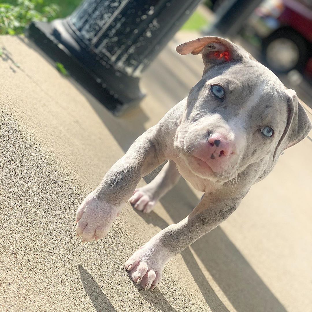 Cachorro Pitbull